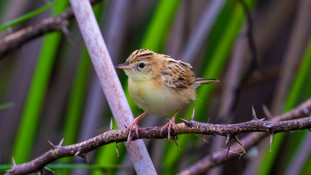 Zitting Cisticola